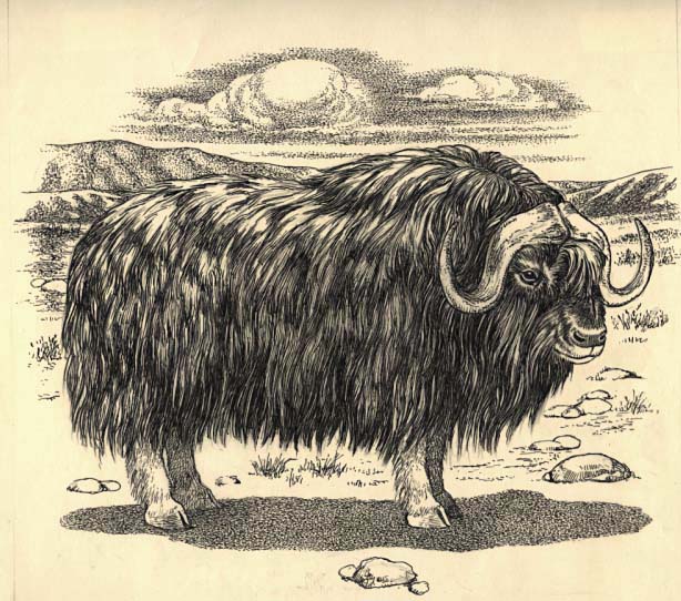 a Musk ox (Ovibos moschatus)