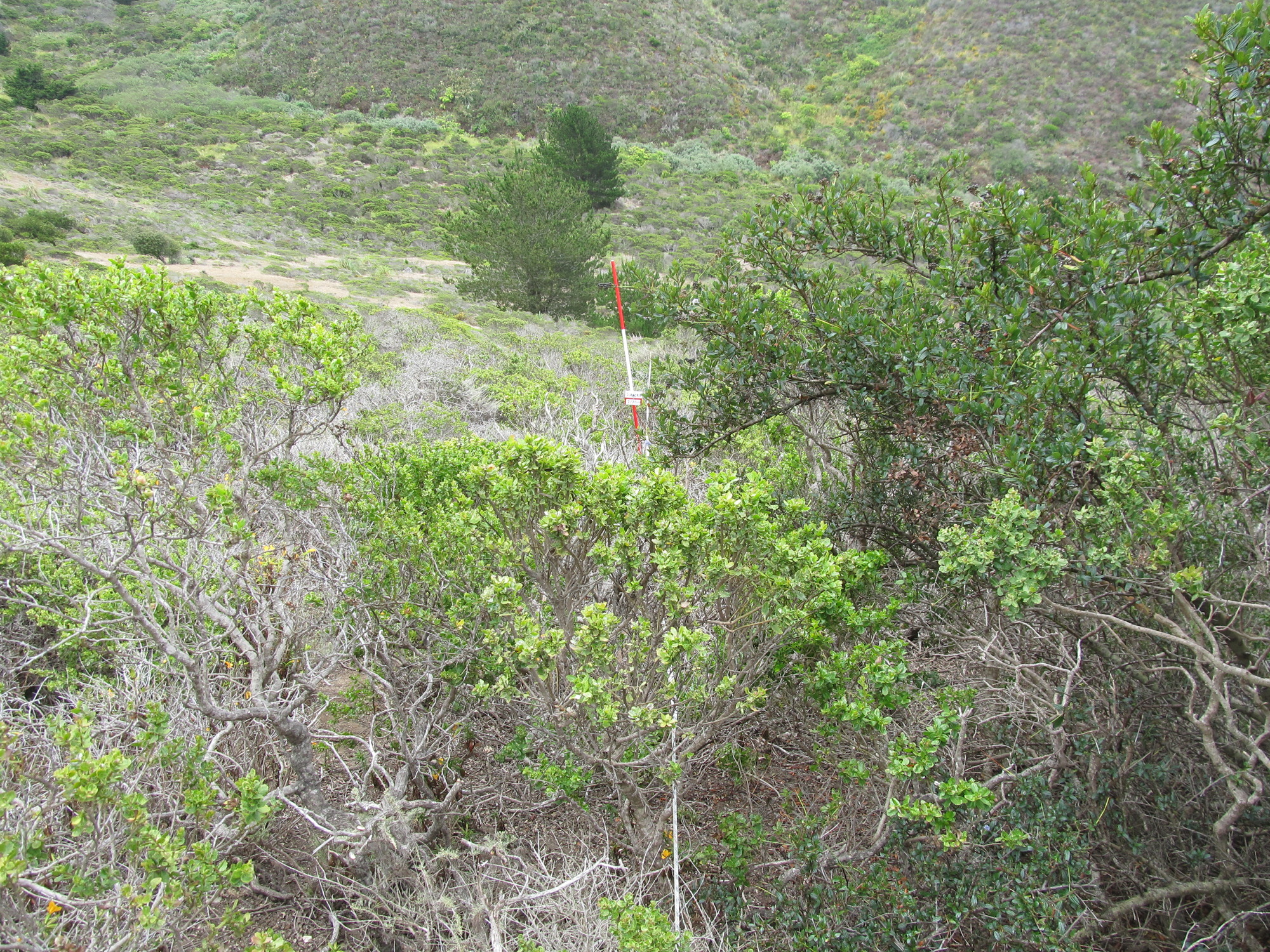 Eye-level view from the center point of a plant community monitoring plot