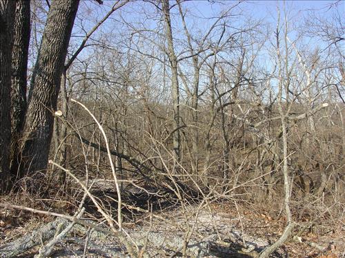 Wilson's Creek National Battlefield Ice Storm, January 2007, Before and During Clean Up