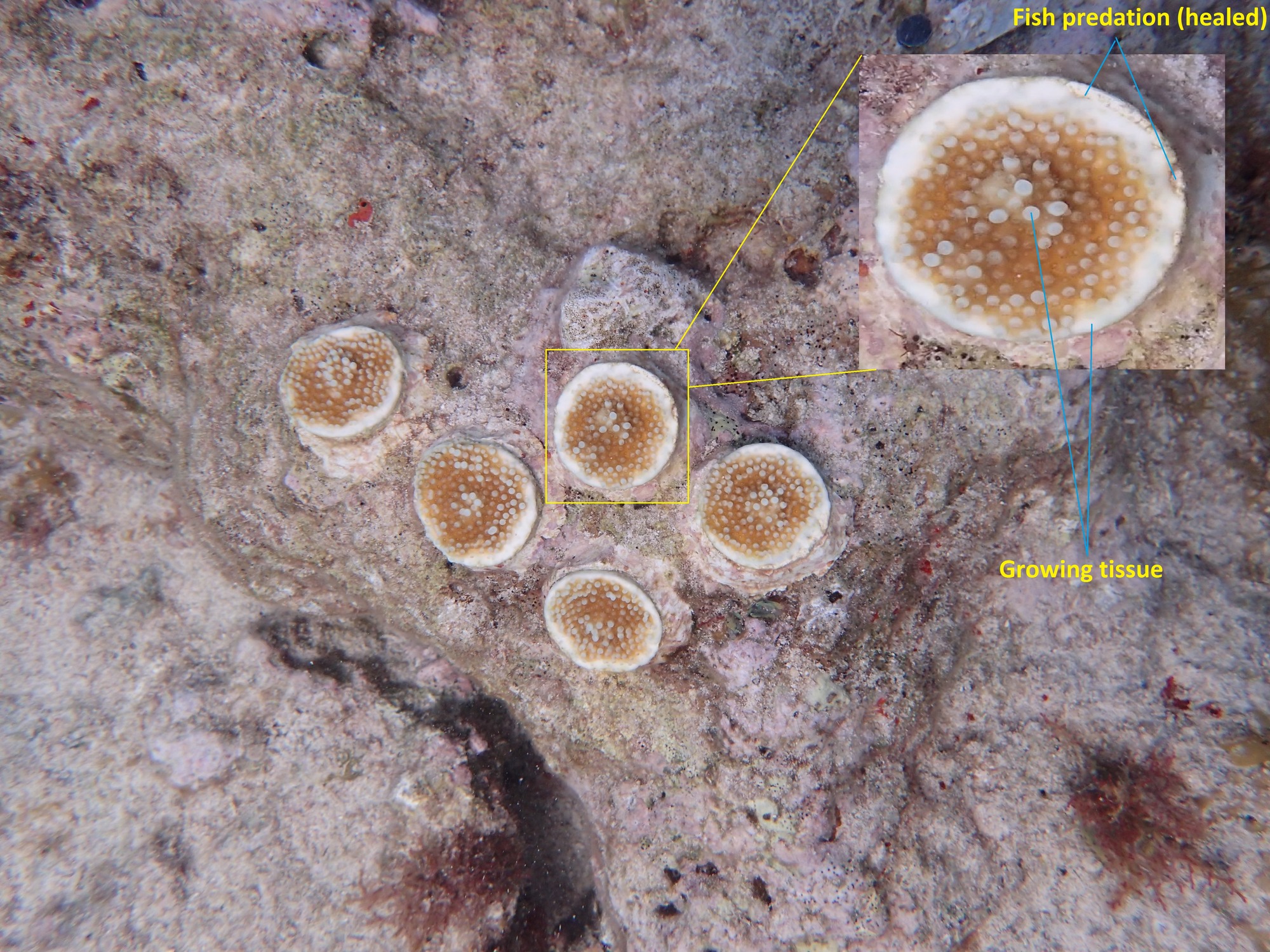 5 ceramic discs with coral tissue