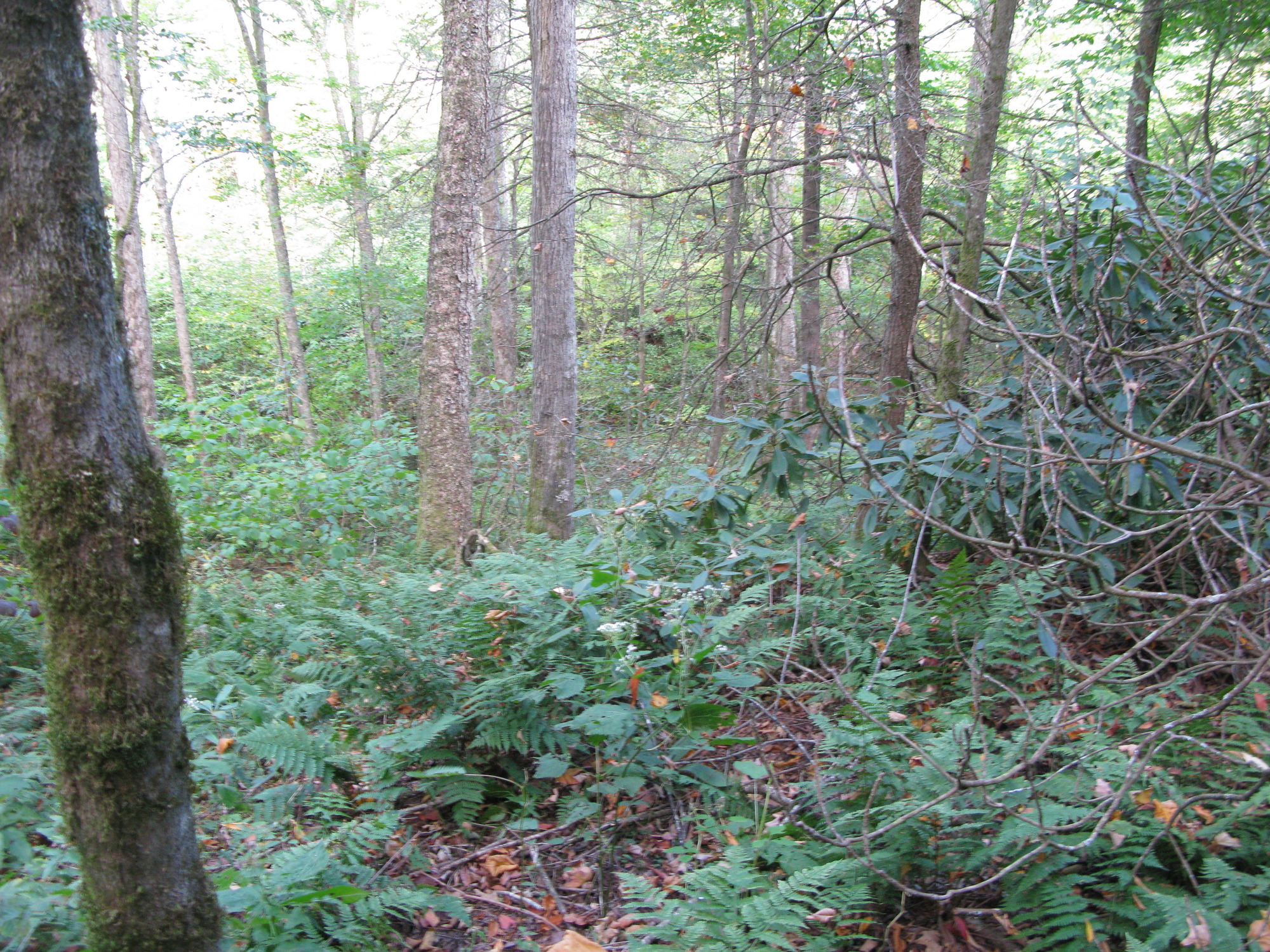 GRSM Accuracy Assessment. Plot Code: GRSM_AA_0219_3