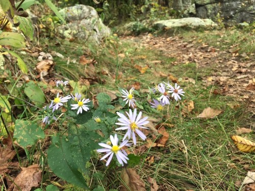 Lavender aster flowers along a trail with a bit of fall leaf litter