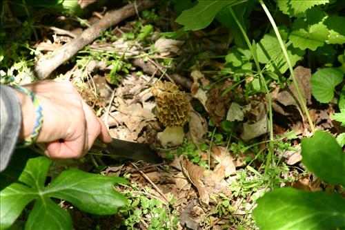 Protecting Resources: Sustaining Wild Mushrooms in Four NCR Parks - Photos from University of Arkansas led study