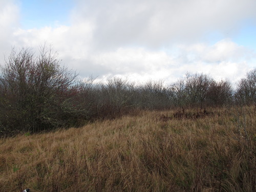 GRSM Accuracy Assessment. Plot Code: GRSM_AA_0015_6