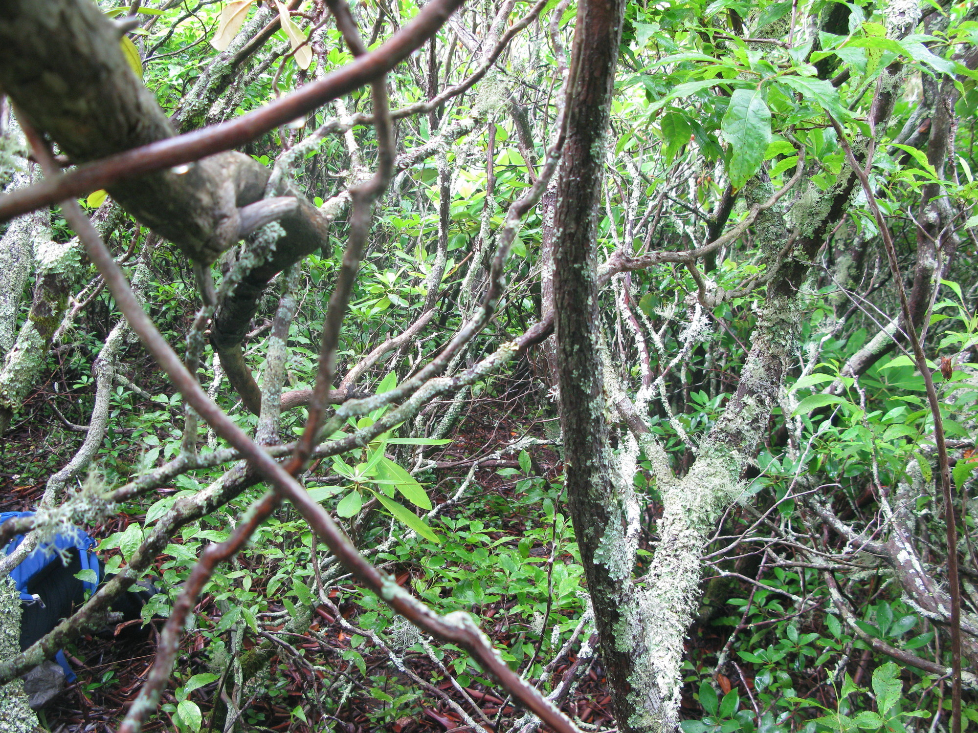 GRSM Accuracy Assessment. Plot Code: GRSM_AA_0349_4