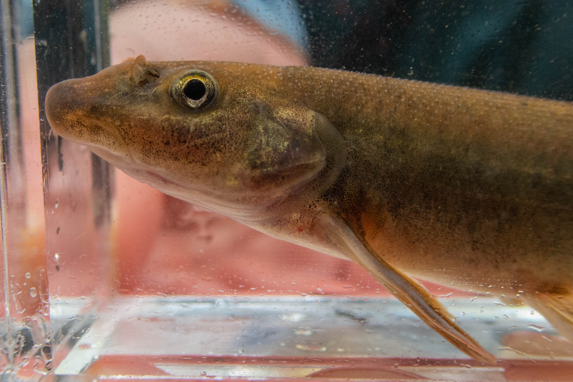 Rhinichthys cataractae (longnose dace) - head, mouth, large adult, male