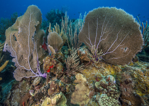 Soft Coral Underwater Landscape
