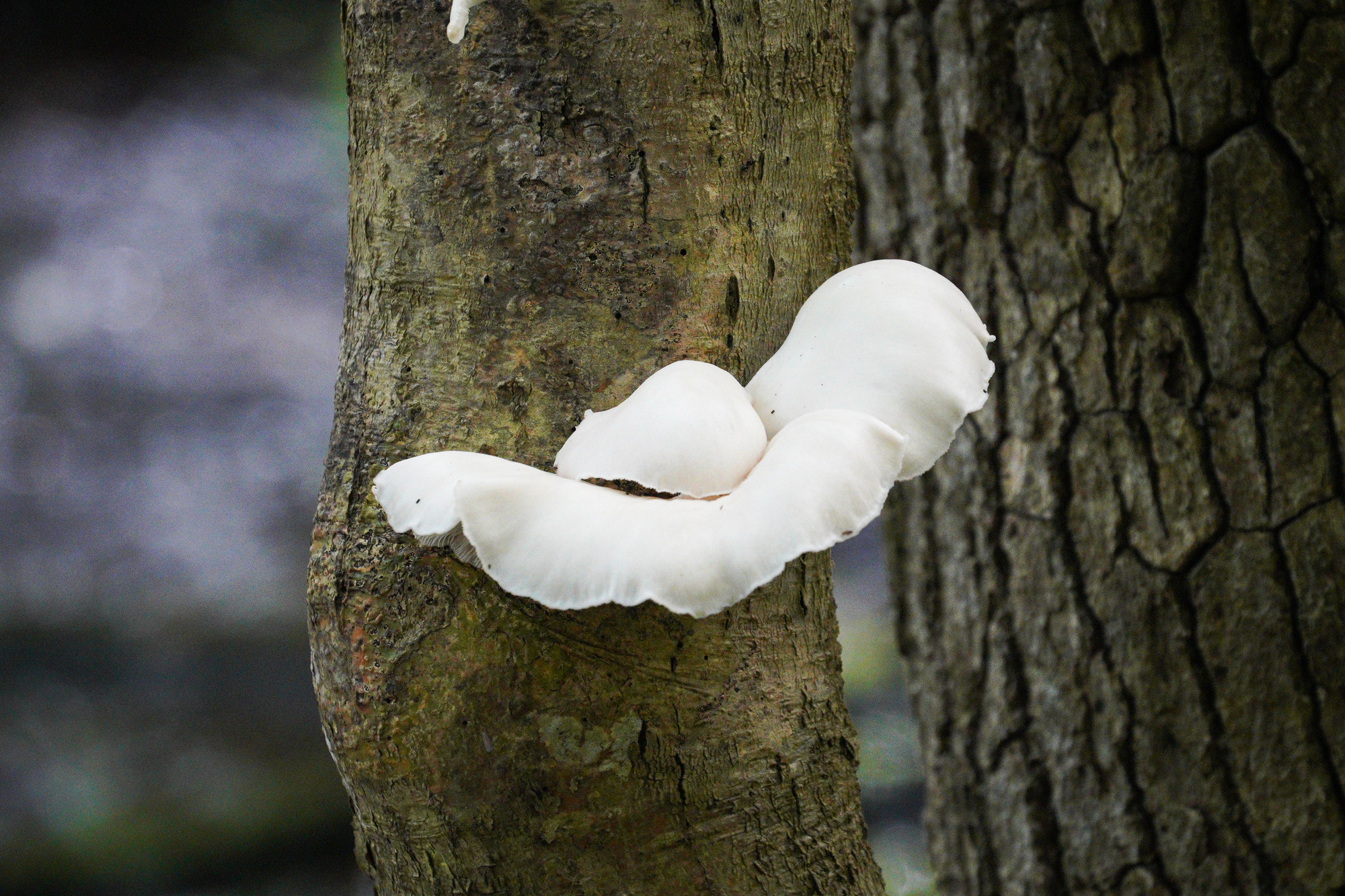 A smooth, white, puffy group of mushrooms growing on a gray-brown tree trunk.