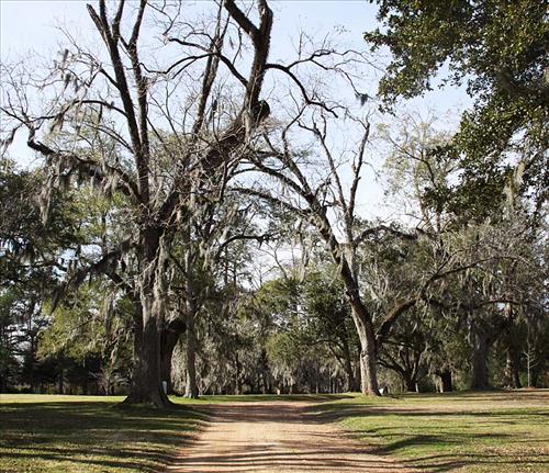 Melrose Estate Hazard Trees, January 2012
