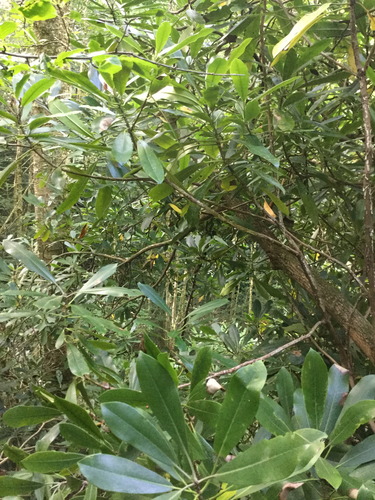 GRSM Accuracy Assessment. Plot Code: GRSM_AA_0278_4