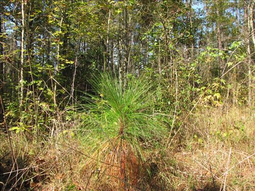 Restoration of Longleaf Pine at Congaree National Park.