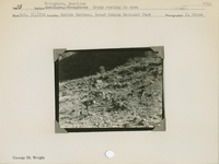 hfca_1607_iva_013_10_002_1740_a. Antelope [American Pronghorn]: Group resting in open.. Locality: Indian Gardens, Grand Canyon National Park. Negative #: 1740