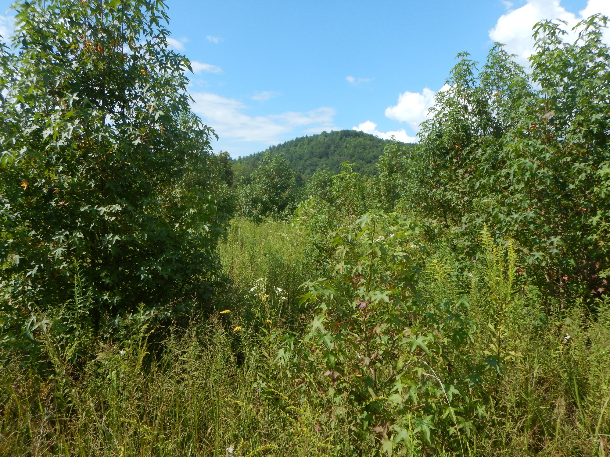 GRSM Accuracy Assessment. Plot Code: GRSM_AA_0720_2