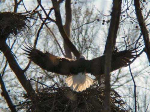 Bald eagles nesting at Pinery Narrows 1