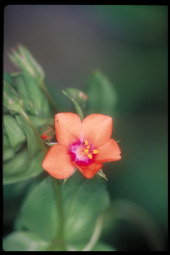J49A1_SCI_Scarlet_pimpernel