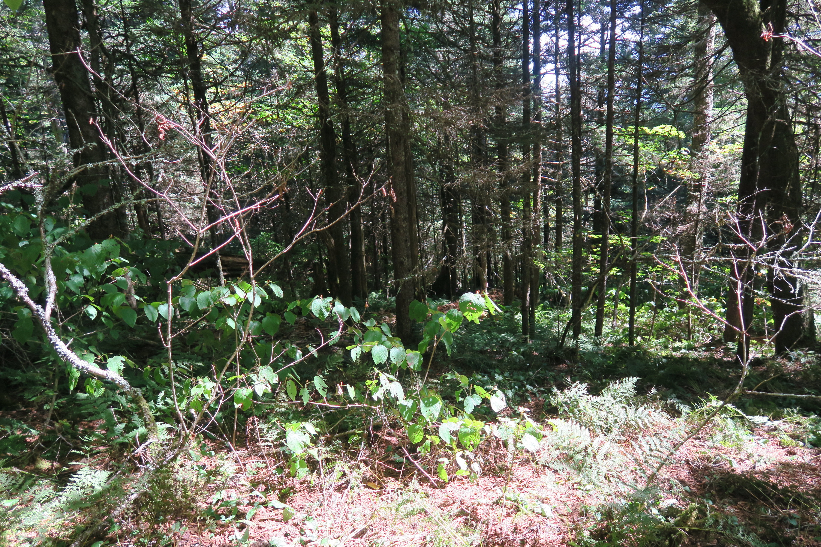 GRSM Accuracy Assessment. Plot Code: GRSM_AA_0763_3