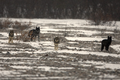 four wolves, two grayish and two black, standing in a landscape of snow and gravel