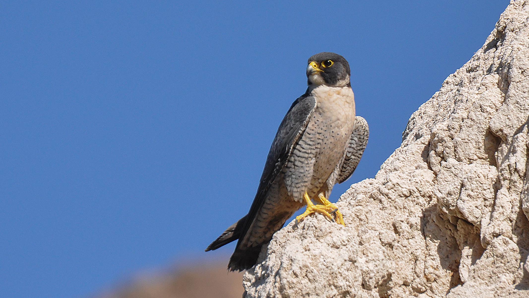 Peregrine falcon perched on rocks, blue sky behind