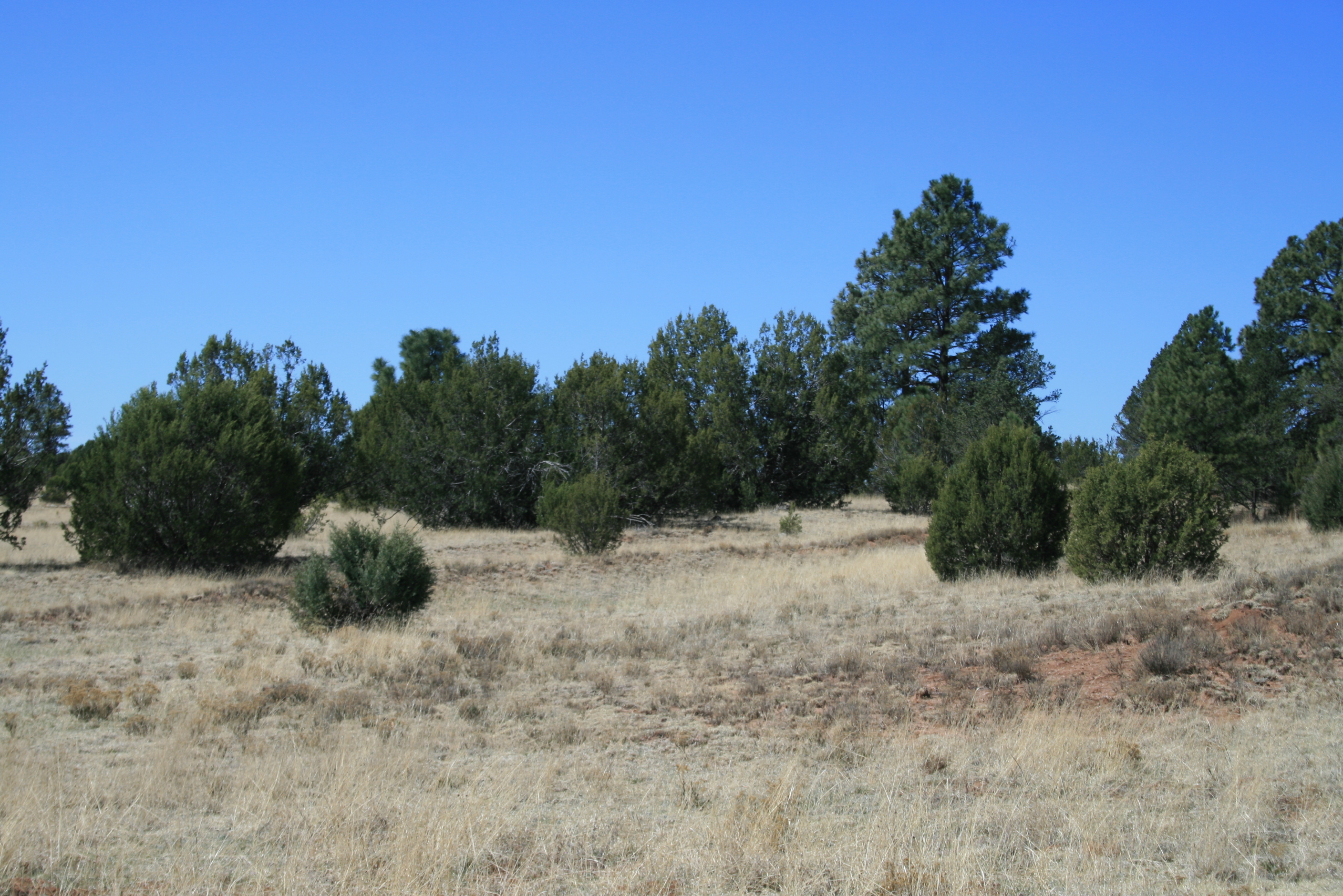 Modest ruts and swales at Tecolote Ranch in San Miguel County, New Mexico