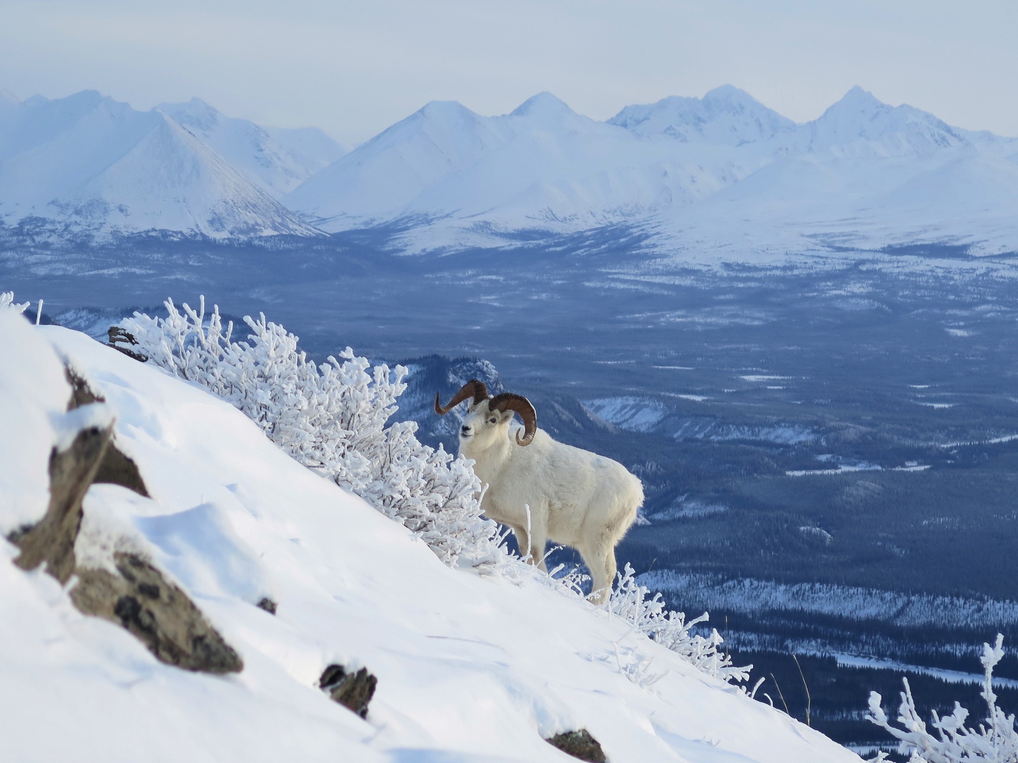whit esheep on a snow-covered mountainside