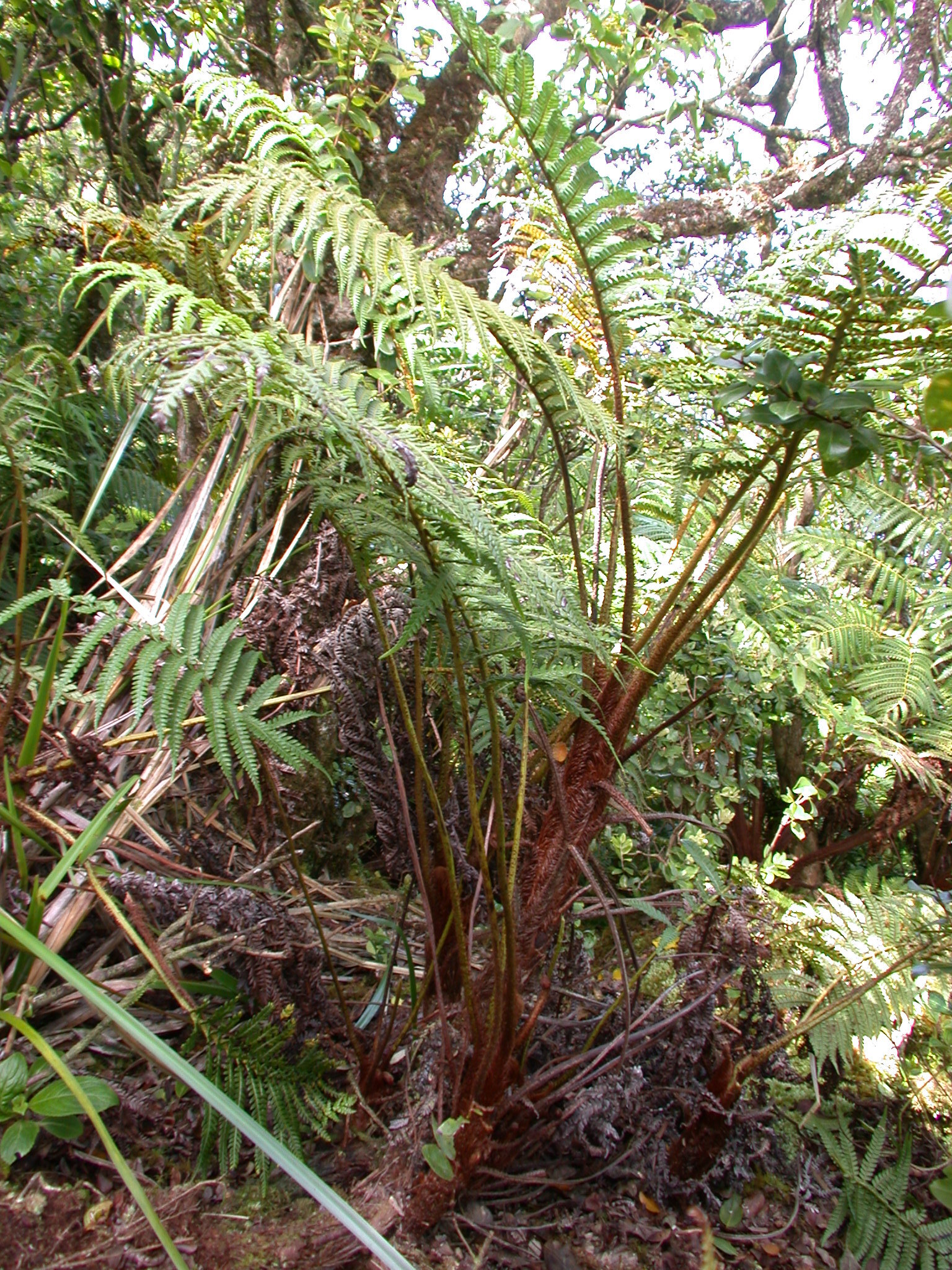A large fern plant. 