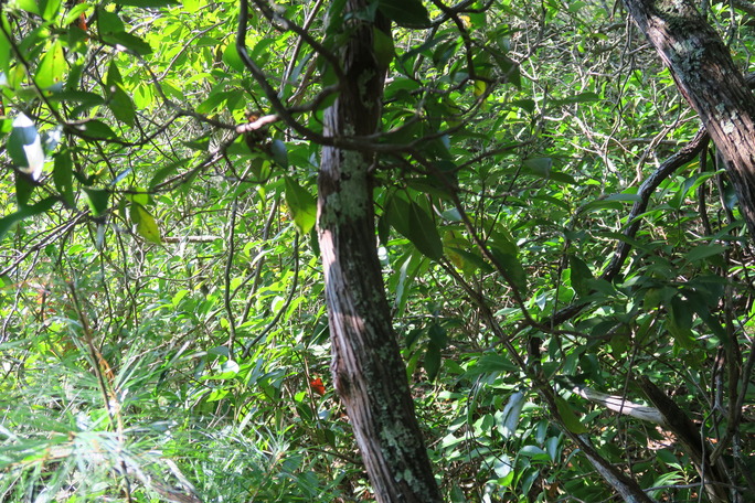 GRSM Accuracy Assessment. Plot Code: GRSM_AA_0921_4