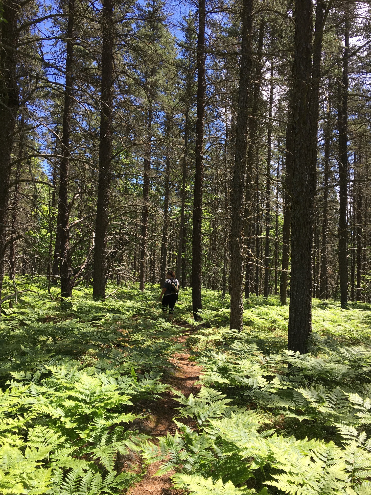 White Birch Trail goes through a changing forest. This image shows a person walking a trail among knee high ferns with tall pines overhead.