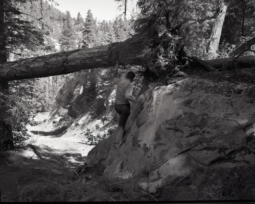 Dirt road from Potato Hollow to Kolob Creek bulldozer blade attempted to push fallen tree.