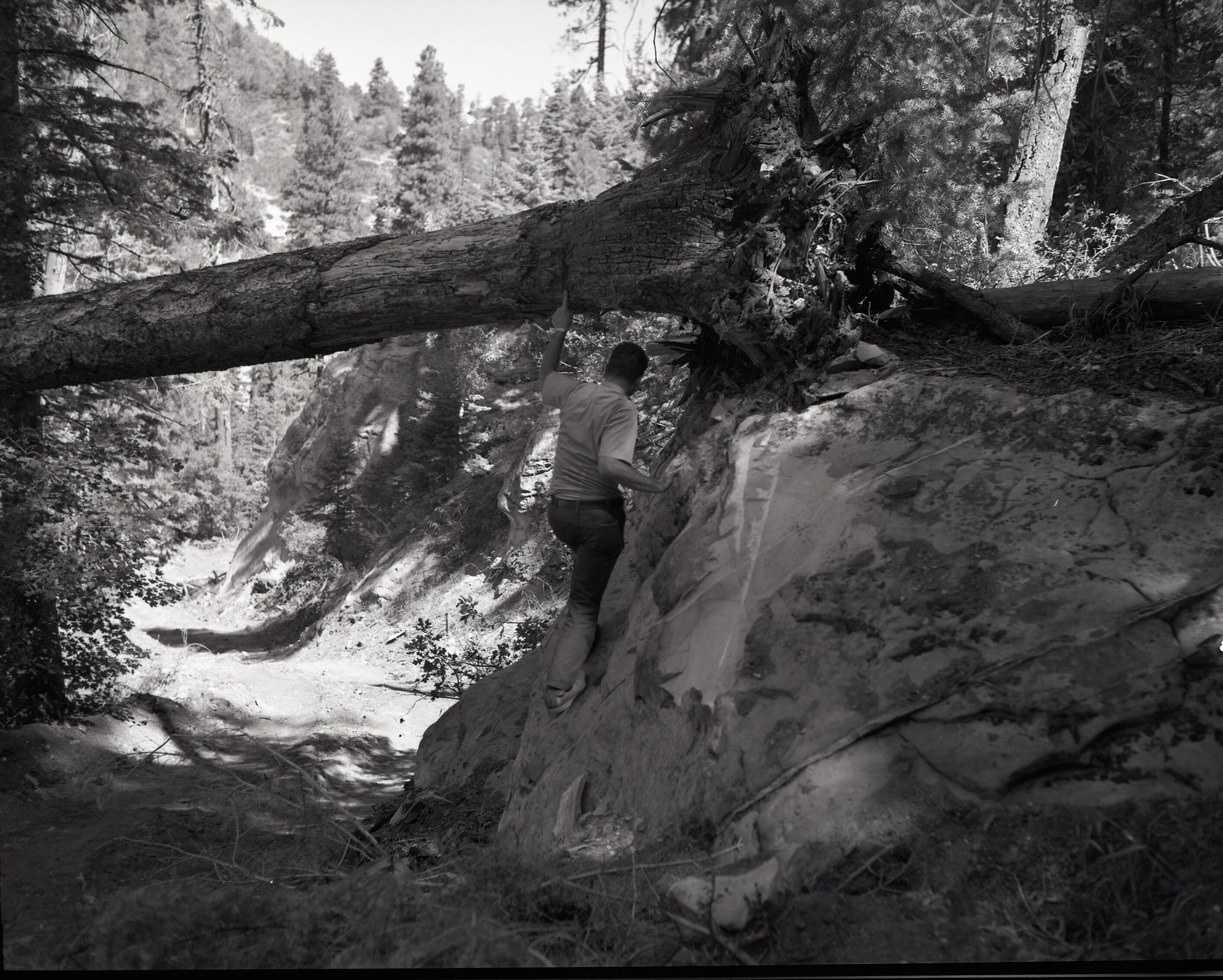 Dirt road from Potato Hollow to Kolob Creek bulldozer blade attempted to push fallen tree.