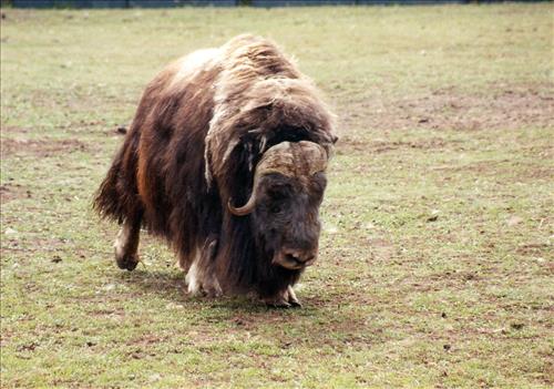2  Muskoxen in Alaska