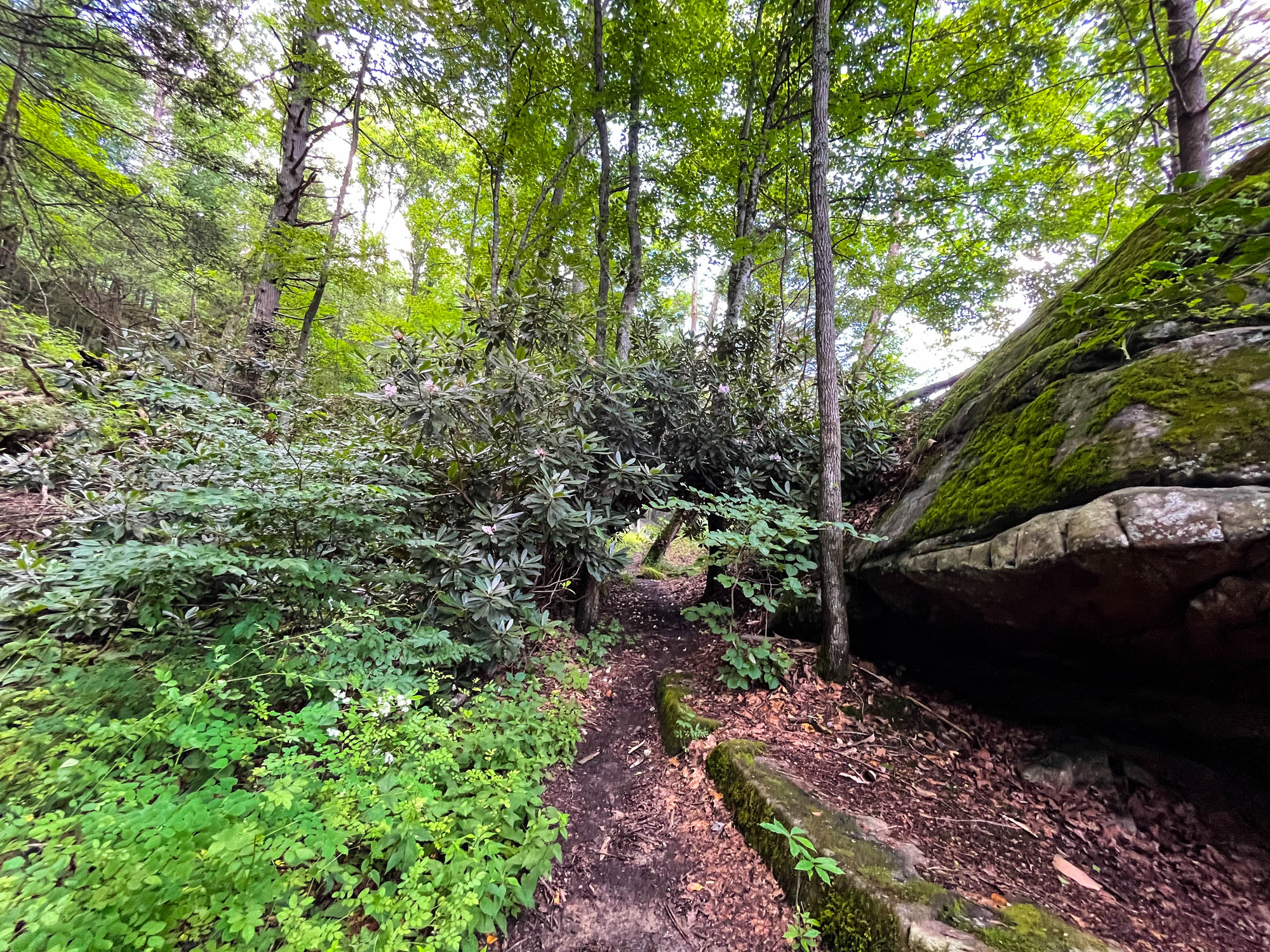 Fallen trees and vegetation that create a circular tunnel on a forested trail next to a large boulder