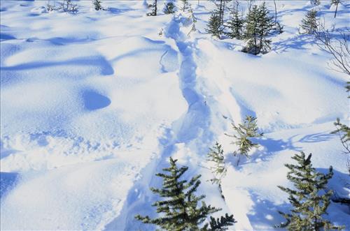 Moose Browse Collection, Yukon-Charley Rivers, 2003 2