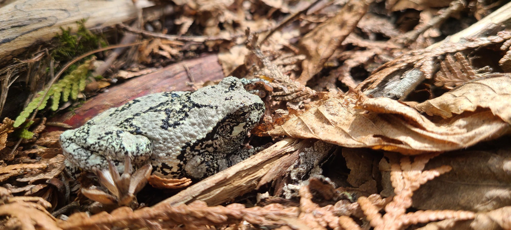 A gray frog with a black pattern sits on the forest floor surrounded by fallen leaves.