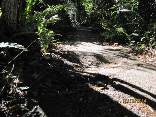 Gumbo Limbo Trail Dec 2014 01