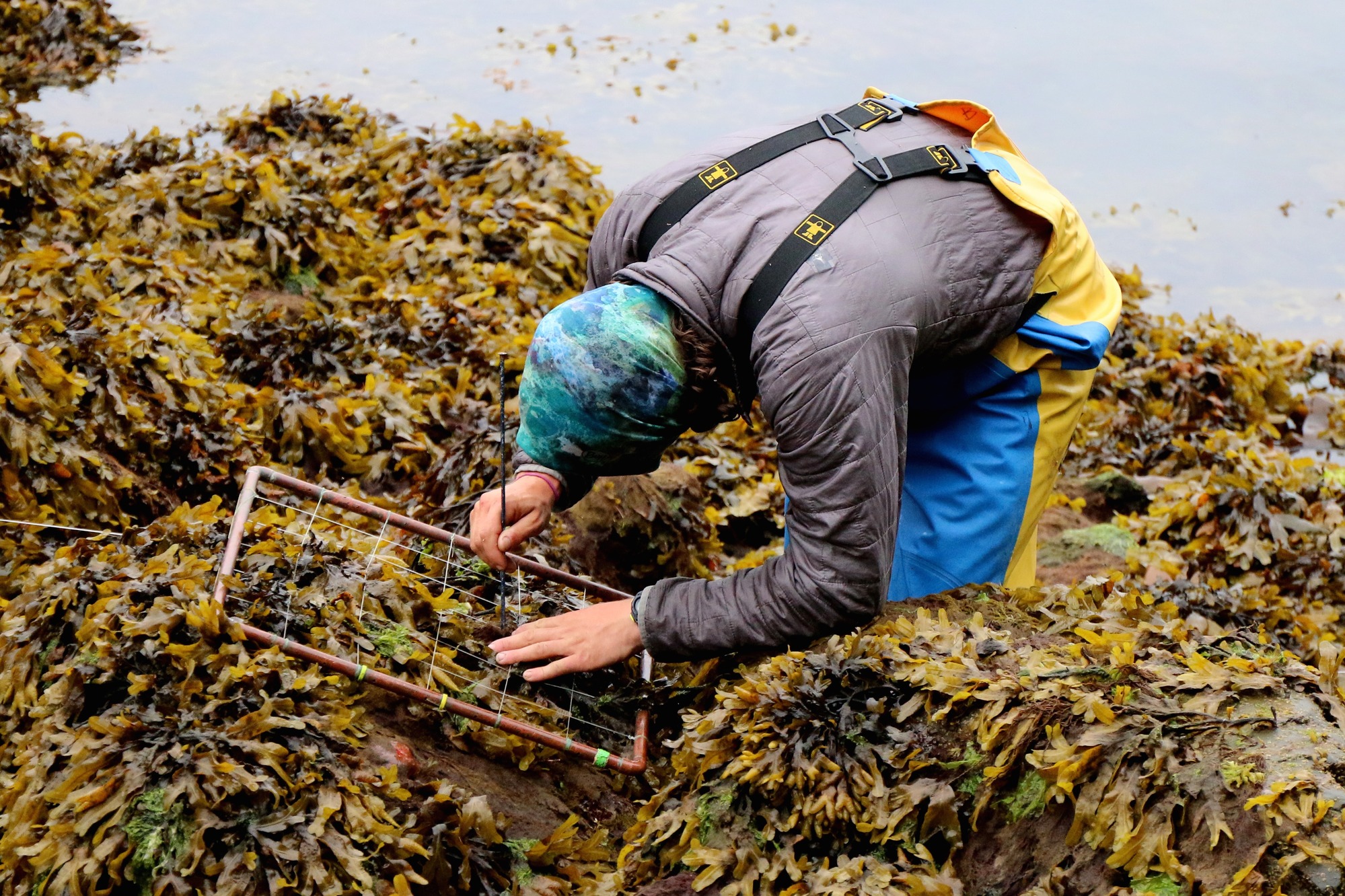 Local and regional Park employees conduct the 2016 Nearshore Monitoring project along the coastline of KEFJ