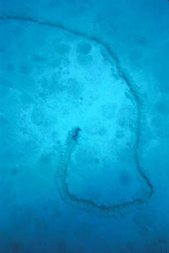 Image from the bottom of Crater Lake, 1987