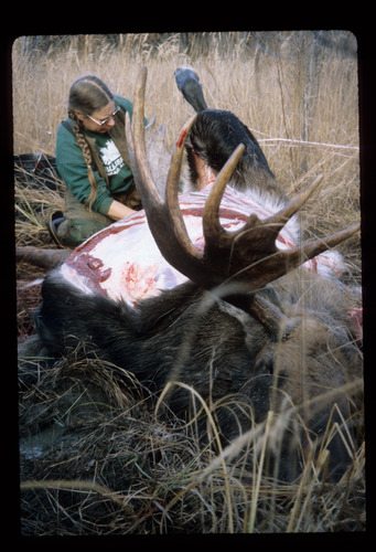 Woman butchers a moose 