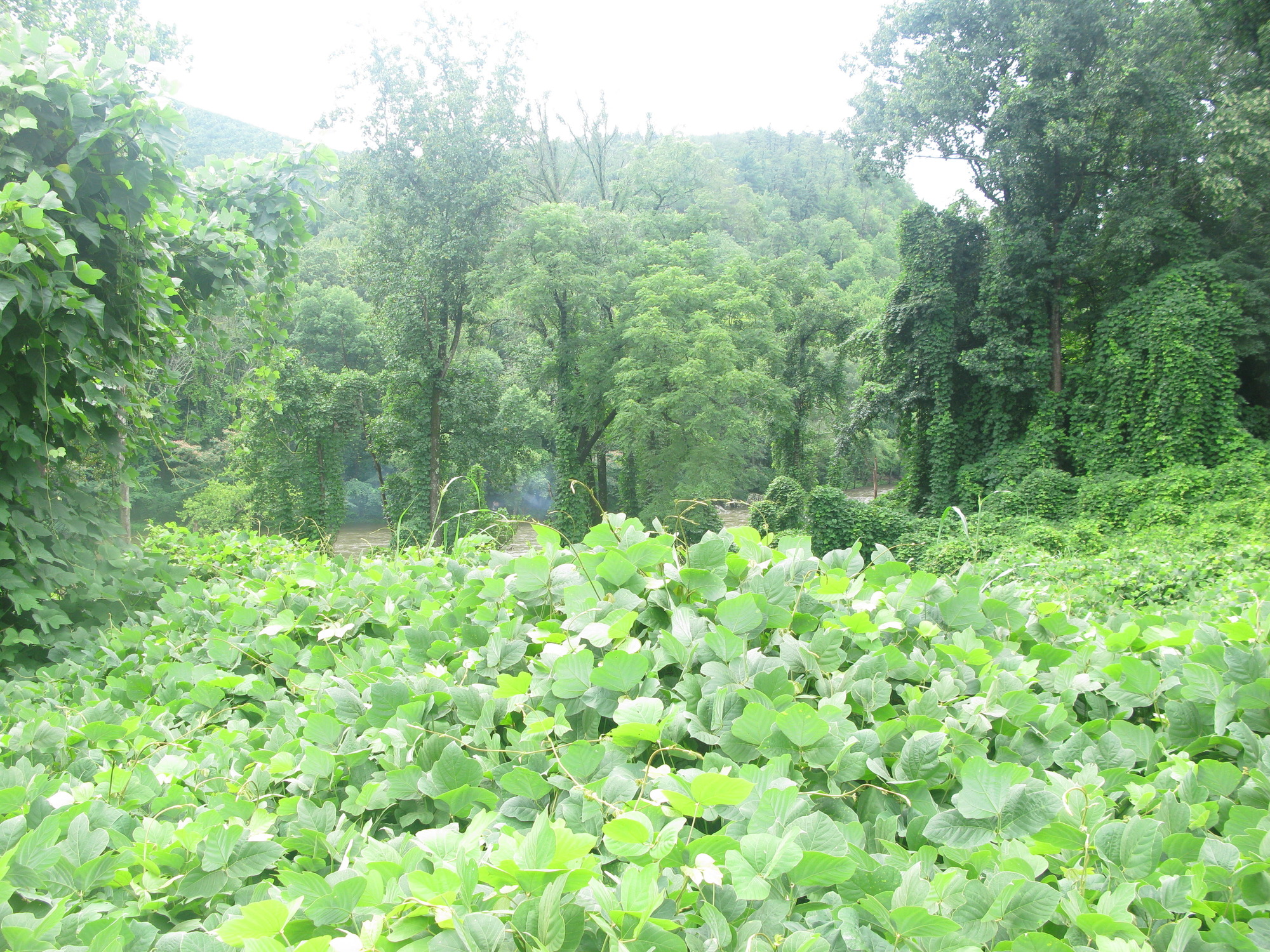 GRSM Accuracy Assessment. Plot Code: GRSM_AA_0587_4