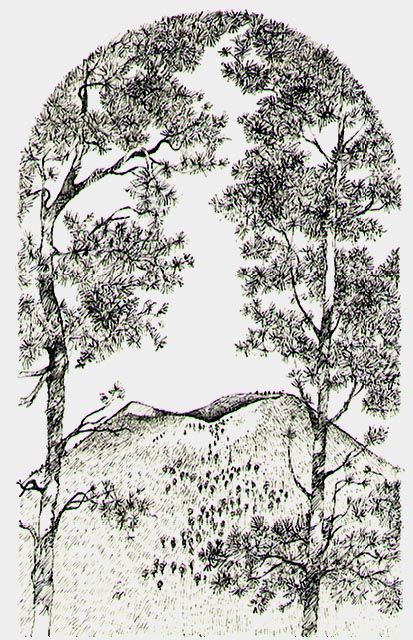 Sunset Crater Volcano flanked by Pinon pines. Illustration is stylized to form an arch of tree branches and leaves over the distant crater.