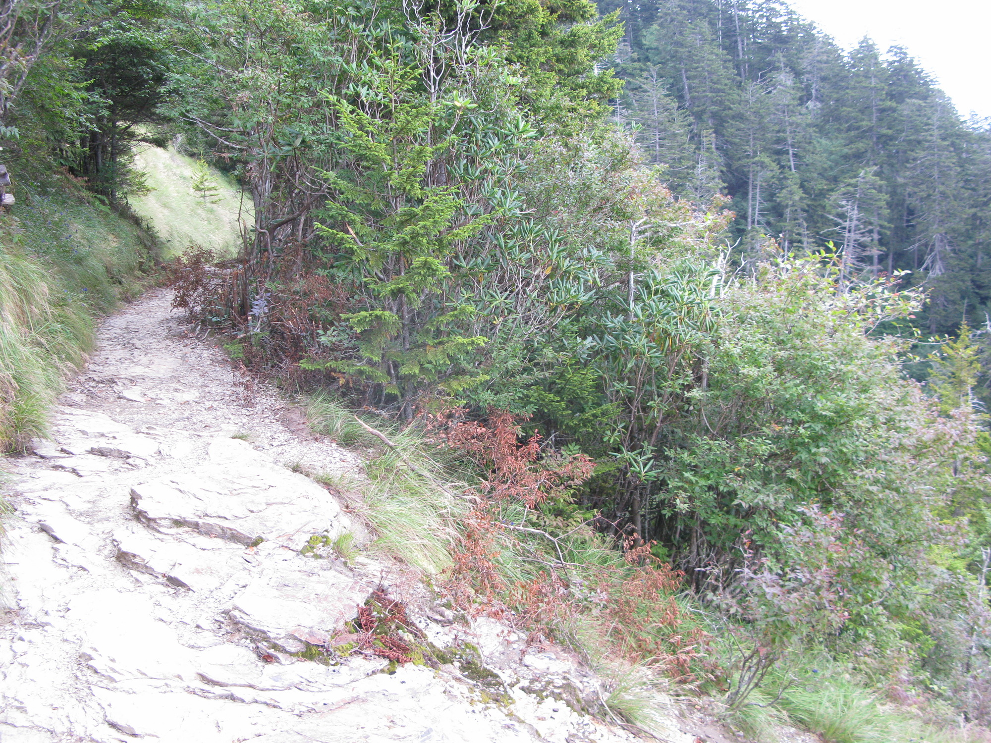 GRSM Accuracy Assessment. Plot Code: GRSM_AA_0887_3