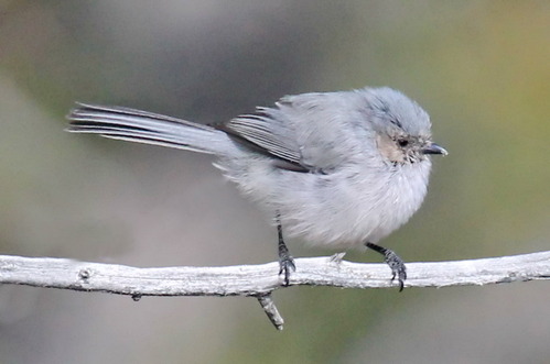  bushtit perched on a twig