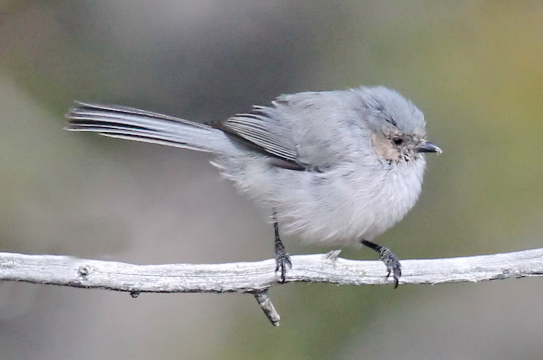  bushtit perched on a twig