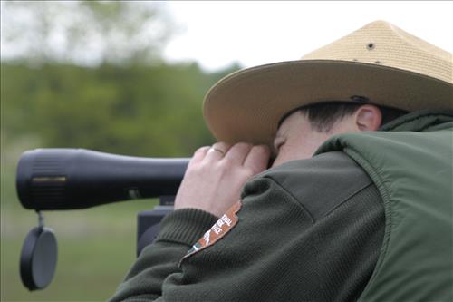 Bird watching at Coliseum site