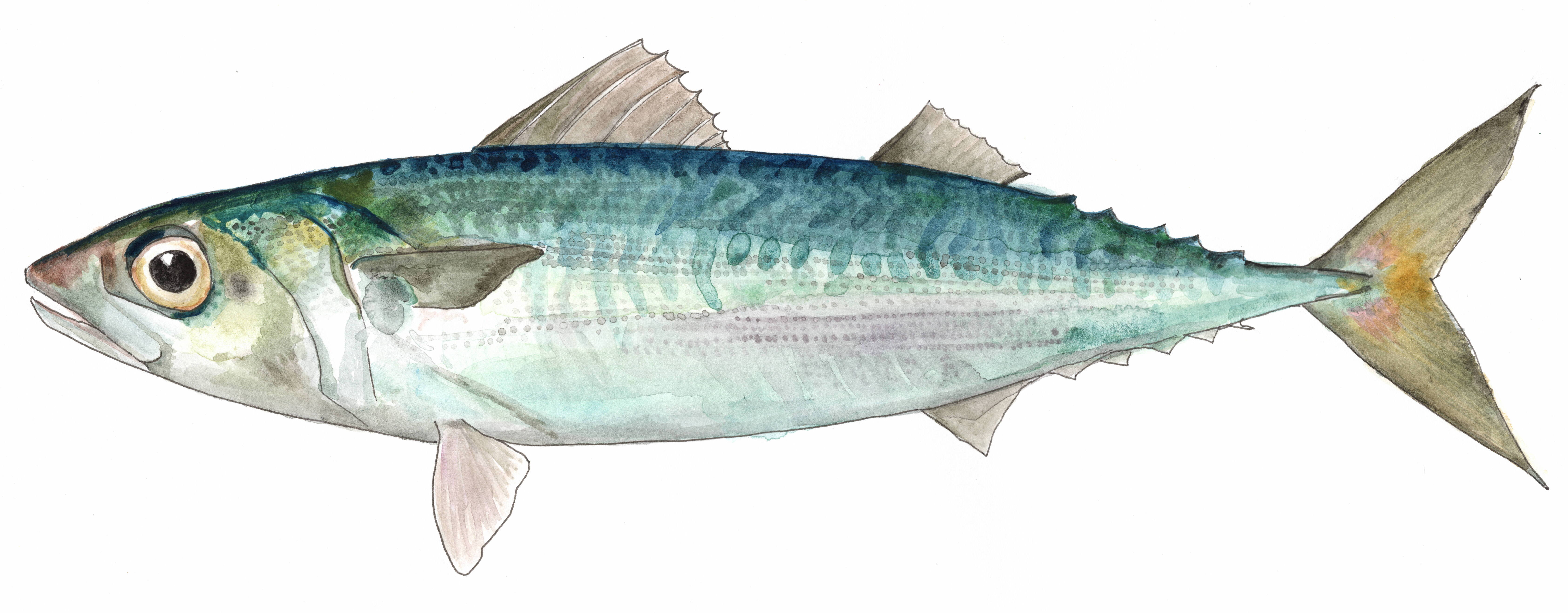 watercolor illustration of a mackeral