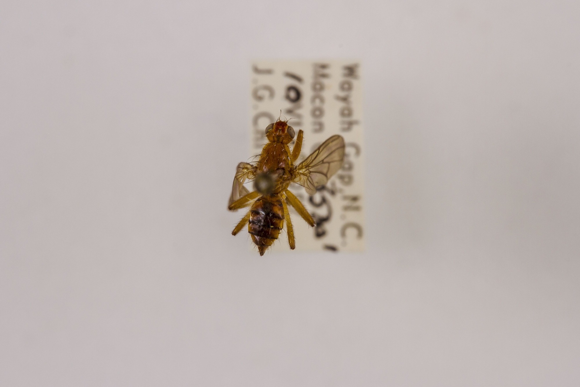 Image of Scathophaga nigrolimbata, a species of Animalia