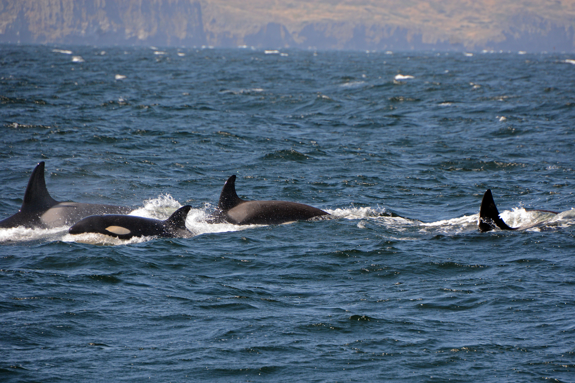 pod of orcas off coast