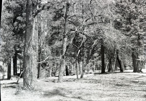 Site of old Ivy Cottage after removal.