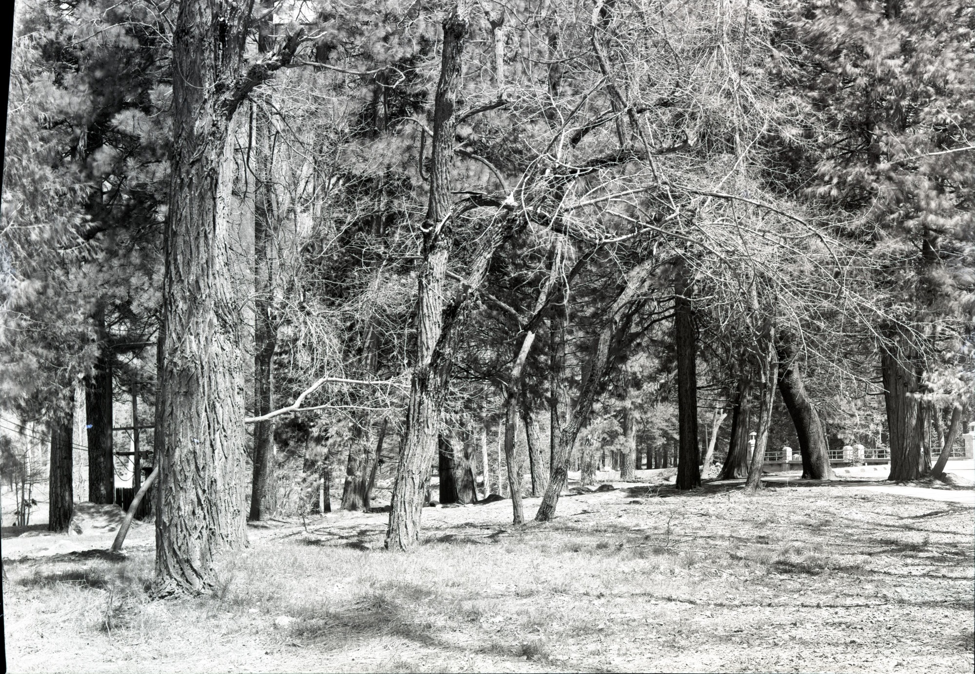 Site of old Ivy Cottage after removal.