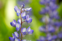 Blue flowers on a tall stem