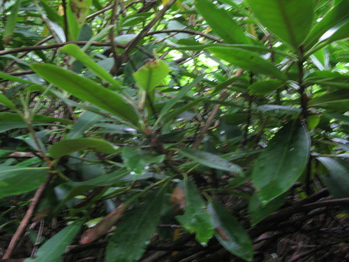 Plot Code: GRSM_AA_0552_5